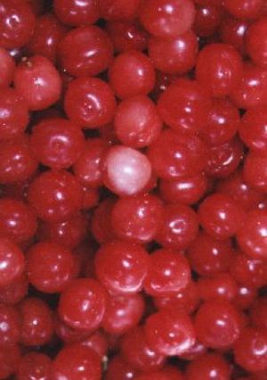 ゆすら梅のお酒-レシピのメイン写真