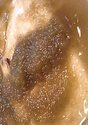 おぼろ豆腐-レシピのメイン写真
