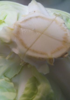 ◆キャベツの保存方法＆使い方◇-レシピのメイン写真