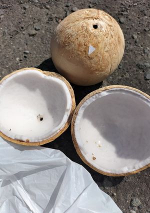 【３秒！】ココナッツの割り方🥥安全🏝️確実-レシピのメイン写真