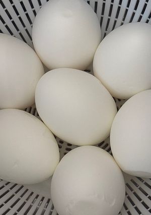 茹でたまご-レシピのメイン写真