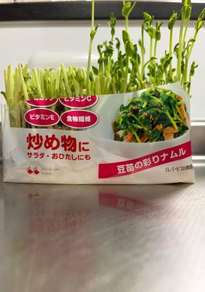豆苗の受け皿-レシピのメイン写真