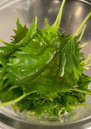 大葉の醤油漬け⭐︎ご飯のお供に⭐︎材料２つ-レシピのメイン写真