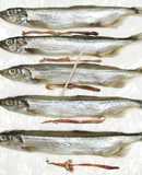 うちの☆ししゃも・小型魚❣下処理は爪楊枝