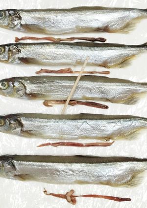 うちの☆ししゃも・小型魚❣下処理は爪楊枝-レシピのメイン写真