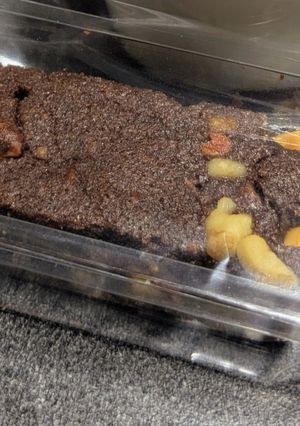 しっとり濃厚ブラウニー-レシピのメイン写真