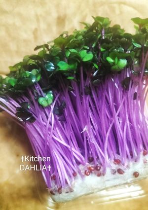 ♻️保存法｜紫キャベツ新芽💜雑学ロス削減術-レシピのメイン写真