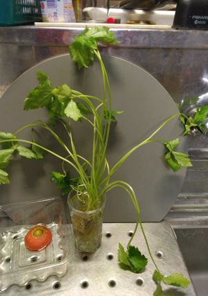 キッチン菜園のつもり？-レシピのメイン写真