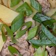 九条ねぎ香る豚じゃがバター炒め 簡単減塩