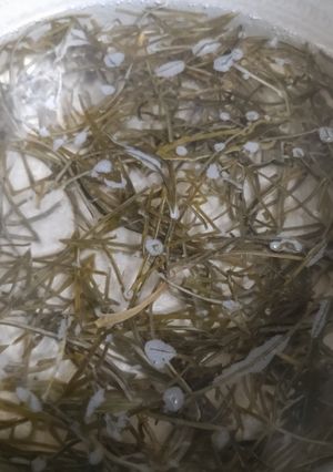 ５分で昆布だしの取り方＊刻み昆布冷凍保存-レシピのメイン写真