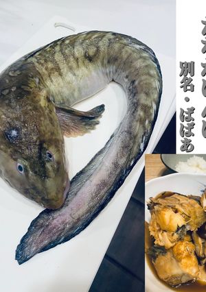 タナカゲンゲの煮付け・意外と簡単に捌ける-レシピのメイン写真