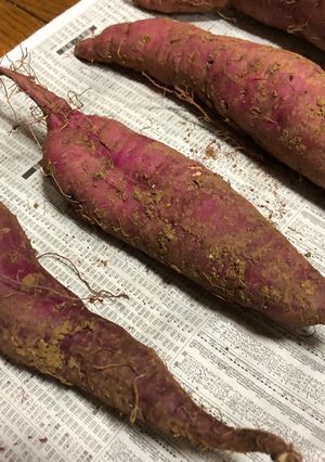 保存版✅掘りたて泥付きさつまいもの保存｜食べ頃-レシピのメイン写真