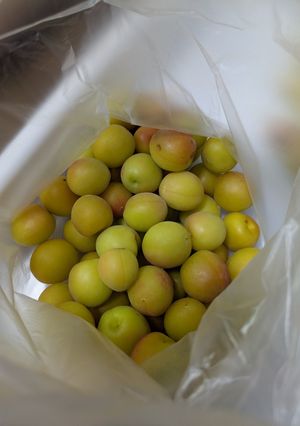 小梅のやわらか梅干し-レシピのメイン写真