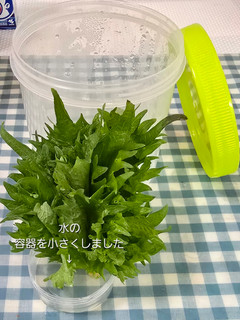 #大葉の保存 冷蔵庫で長期保存・綺麗◎-レシピのメイン写真