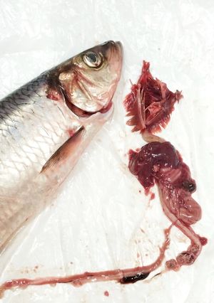 春告魚♬ニシンの下処理♬尾頭付き➕️寄生虫-レシピのメイン写真
