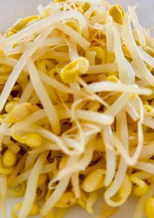 【楽チン】レンチン4分☆豆もやしのゆで方-レシピのメイン写真