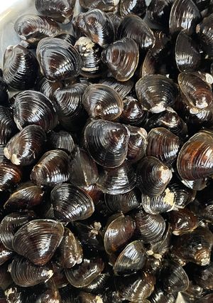 わん家のしじみの冷凍の仕方(味噌汁用)-レシピのメイン写真