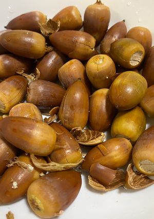 どんぐりの殻と薄皮の剥き方　忘記録-レシピのメイン写真