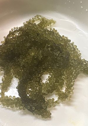 お刺身好きにおすすめ海ぶどうの食べ方-レシピのメイン写真