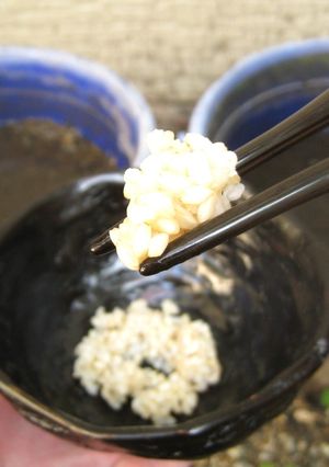 バケツ稲の恵み2024-レシピのメイン写真