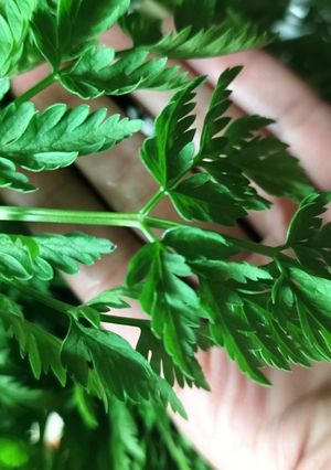 ♻️保存法｜シャク/コジャク🌿山菜大量の時-レシピのメイン写真