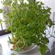 購入の豆苗を台所の片隅で育ててBIGにも