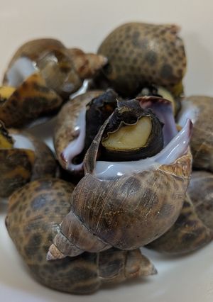 バイ貝の塩茹で〜コリコリ感がたまらん♡-レシピのメイン写真