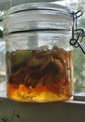 Rhubarb+Cardamom蜂蜜漬け-レシピのメイン写真