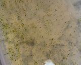 すだちと白だしなすの煮浸し(身内専用)作り方8写真