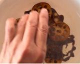 絶品‼️お肉より美味しいレンコンステーキ作り方10写真