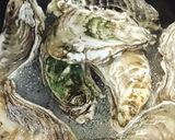 牡蠣の酒蒸し！フライパンで簡単作り方3写真