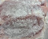 ズボラで簡単！我が家のトンカツ作り方3写真