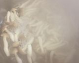 野菜なら大抵なんでもOKなナッツ系白和え作り方11写真