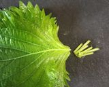 簡単3分、やみつき♪豆腐×塩昆布作り方3写真