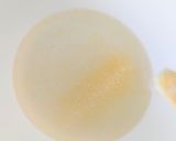 お菓子パンナコッタ作り方1写真