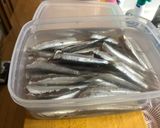 胡麻と生姜香る！九十九里名物　イワシのごま漬け作り方3写真