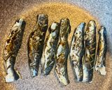 朝一獲れた新鮮な鰯でご飯が進む炙りしめ鰯作り方10写真