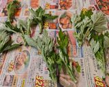 ヨモギの天ぷら作り方1写真