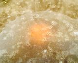 スグデキル醤油ラーメンスープ作り方2写真