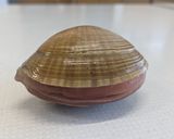 青柳のバター炒め作り方1写真