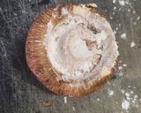 椎茸の肉詰め照り焼き作り方2写真