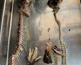 サンマ飯作り方4写真