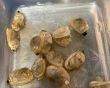 レンチン😋豆苗と冷凍あさりのごま油香る酒蒸し作り方1写真