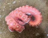 柔らか真たこのお刺身　ボイル作り方3写真