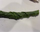 薬味たっぷり！ミョウガ大葉のおにぎり🌱作り方3写真