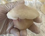 いちご大福作り方11写真