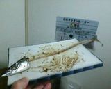 復活のサンマ！のレンチン骨せんべい作り方2写真