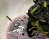 梅を漬けるための赤いシソ作り方9写真