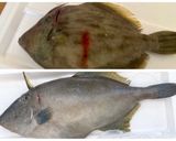 カワハギとウマヅラハギの煮付け🐟作り方1写真