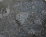生しらす丼作り方3写真